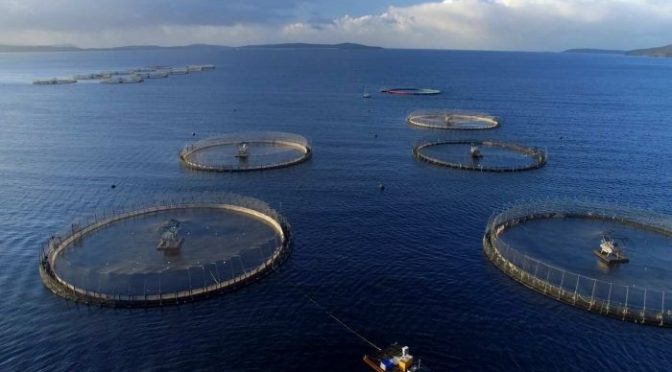 10 Plus Things Everyone Needs to Know About Salmon Farming